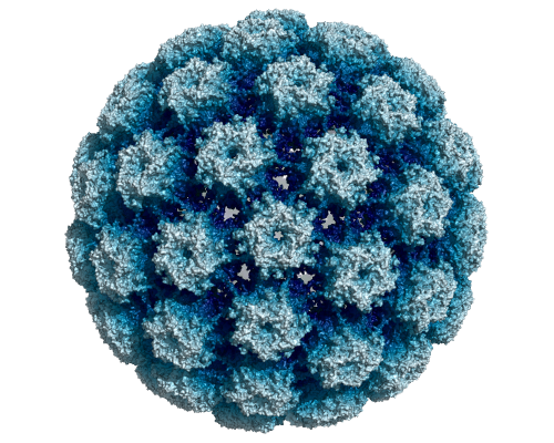 Vaccination contre les papillomavirus humains et diversité virale