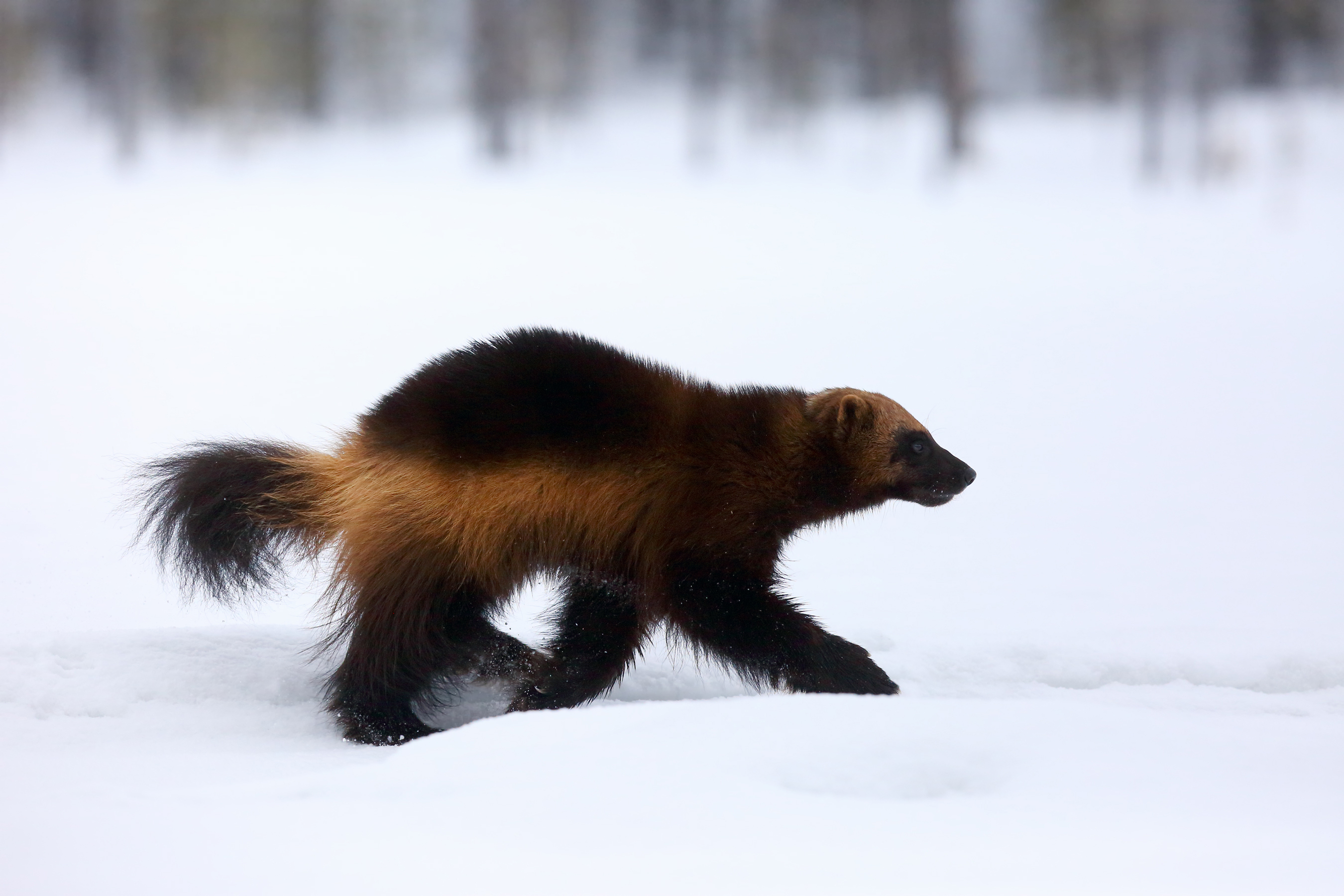 les grands carnivores font leur retour en Europe