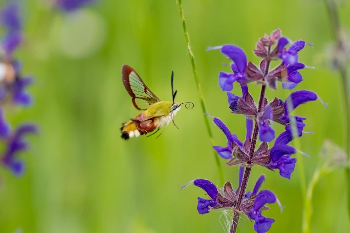 Remise en cause de résultats relativisant le déclin des insectes