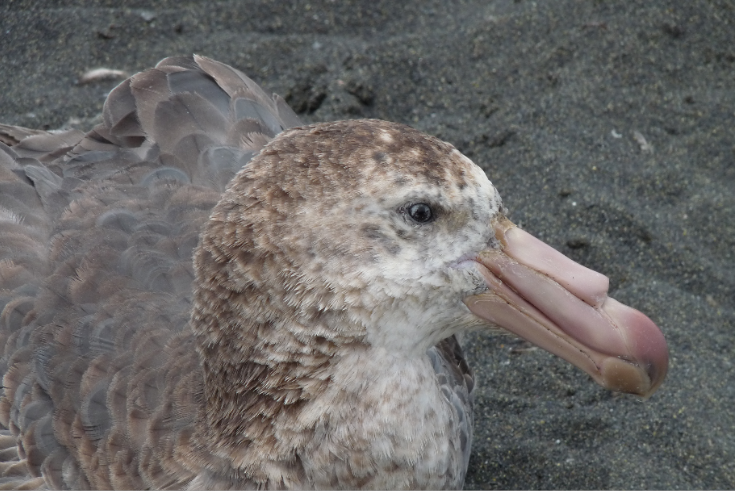 Vidéo: Les oiseaux marins détoxifient le mercure ingéré dans leur alimentation