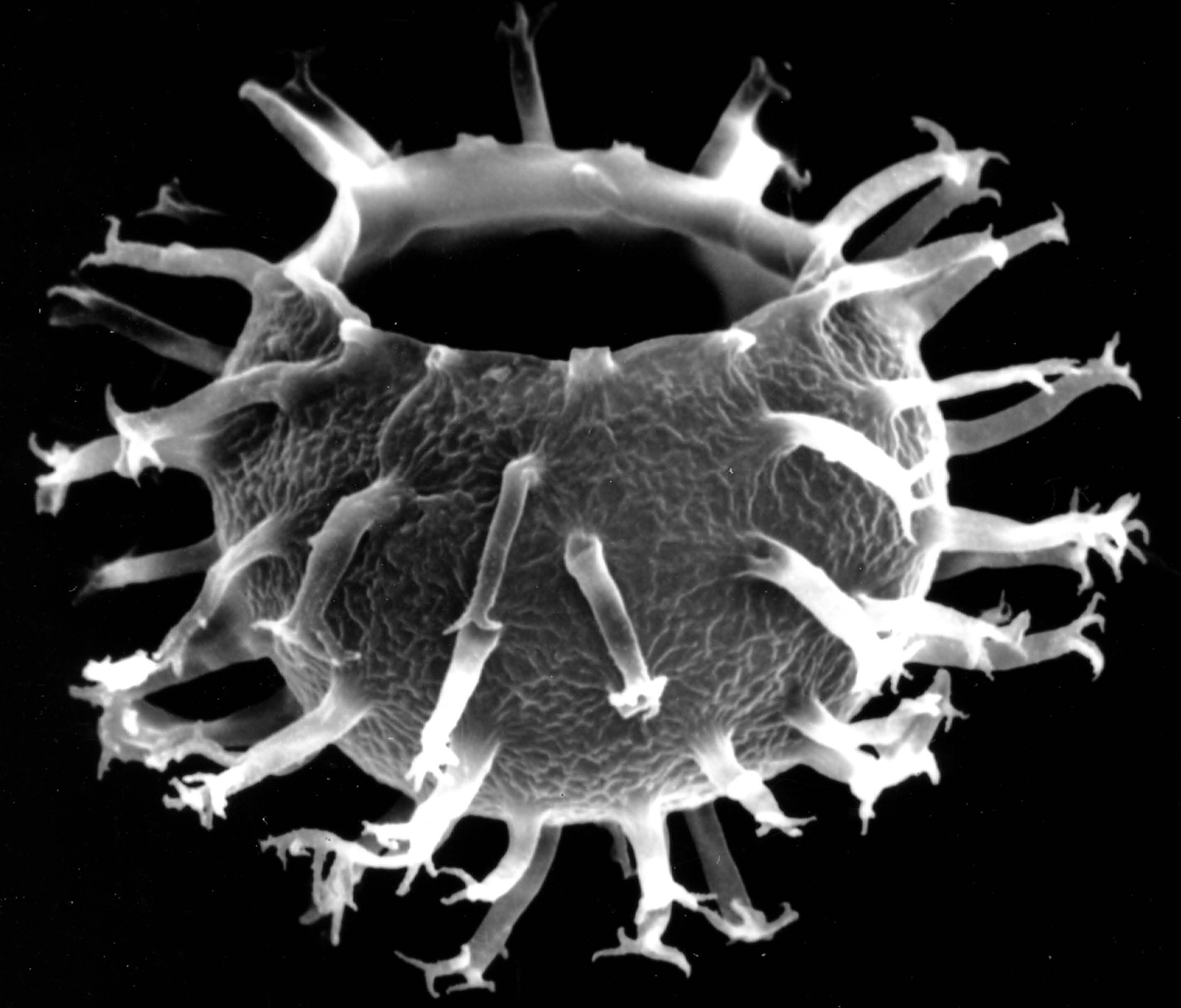 Première cartographie de la biodiversité océanique des micro-organismes il y a 500 millions d'années