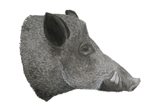 La domestication il y a 10 000 ans des sangliers par les communautés néolithiques chypriotes