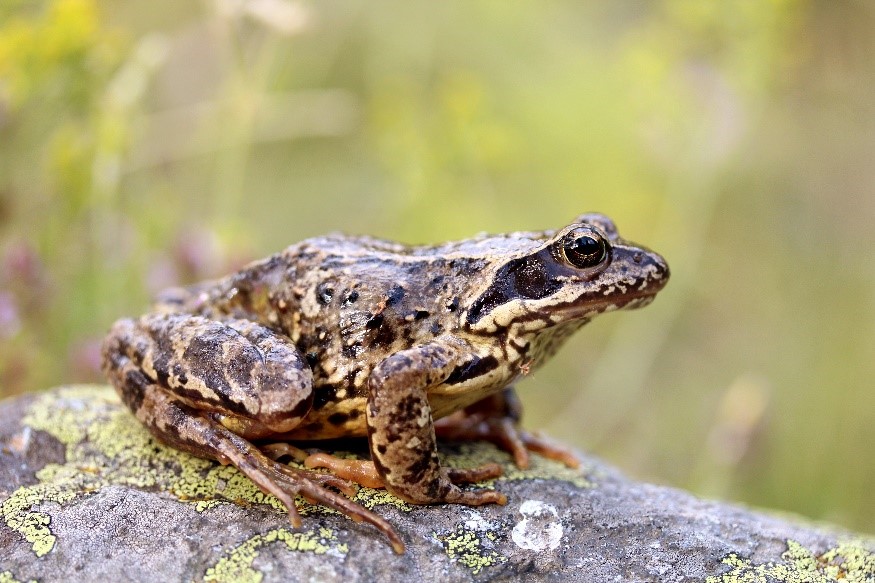 Bases génétiques de la formation des espèces: certains mystères élucidés