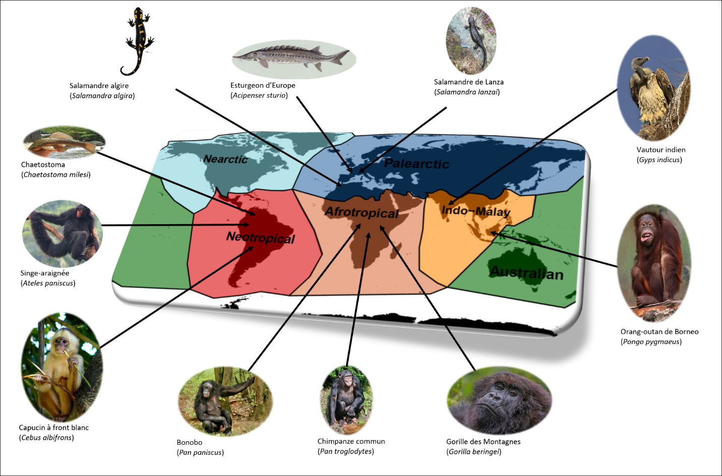 La diversité fonctionnelle des vertébrés inégalement menacée par l’extinction d'espèces