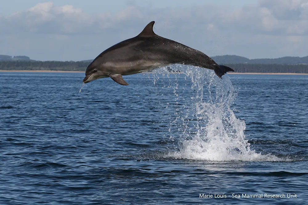 Des gènes anciens ont permis aux dauphins de s’adapter à de nouveaux habitats
