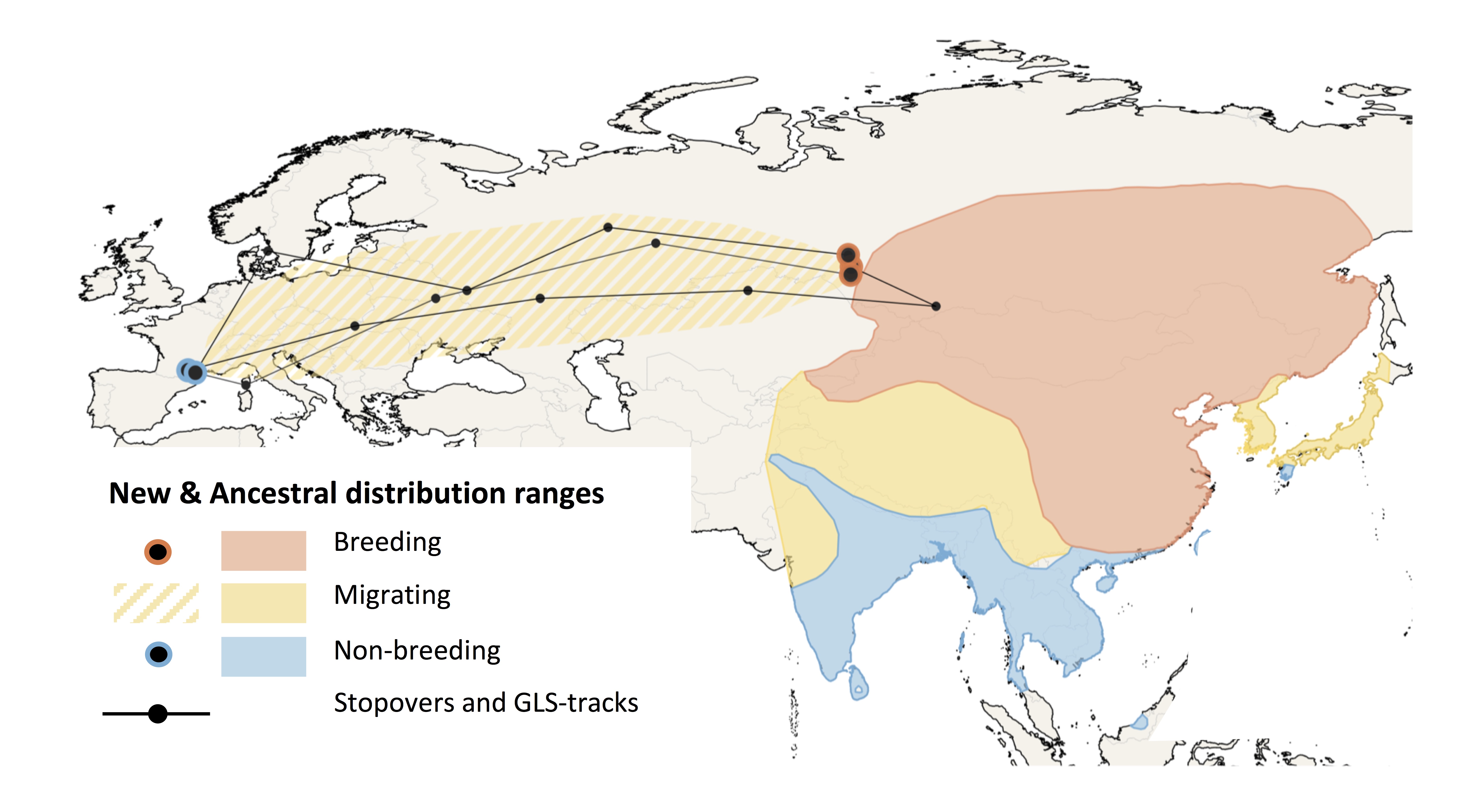 Découverte d’une nouvelle route de migration chez les passereaux entre la Sibérie et l’Europe