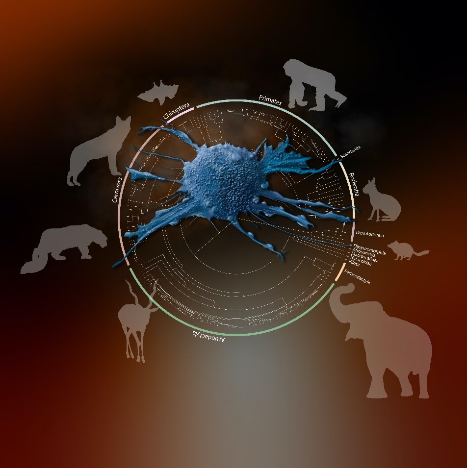 Les espèces de grandes tailles ont-elles plus de cancers ?