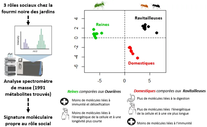 De la socialité à la longévité, il n’y a qu’un pas... de fourmi !