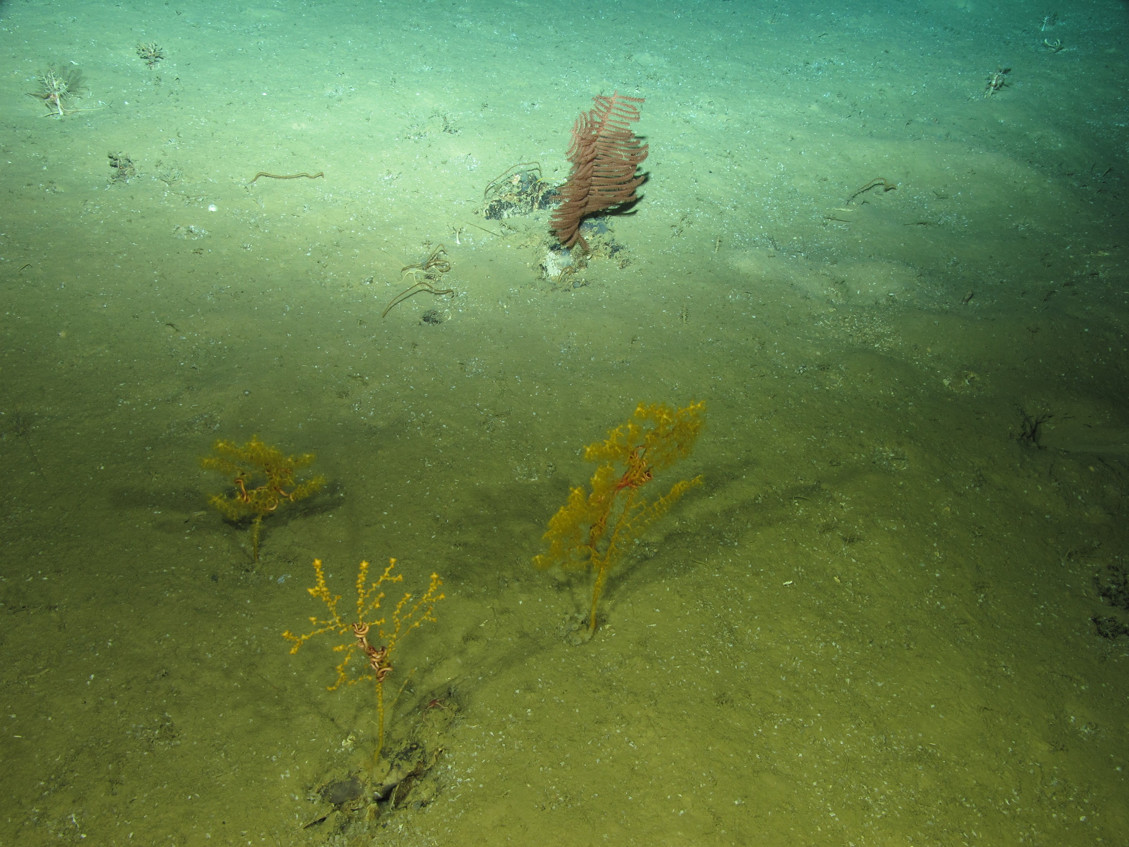 Dans les abysses, une biodiversité riche et méconnue