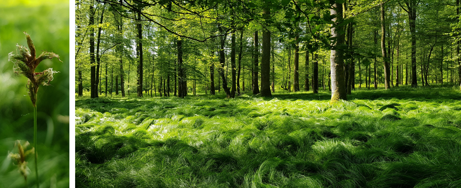 La technologie LiDAR: une alliée pour l’étude des changements de biodiversité