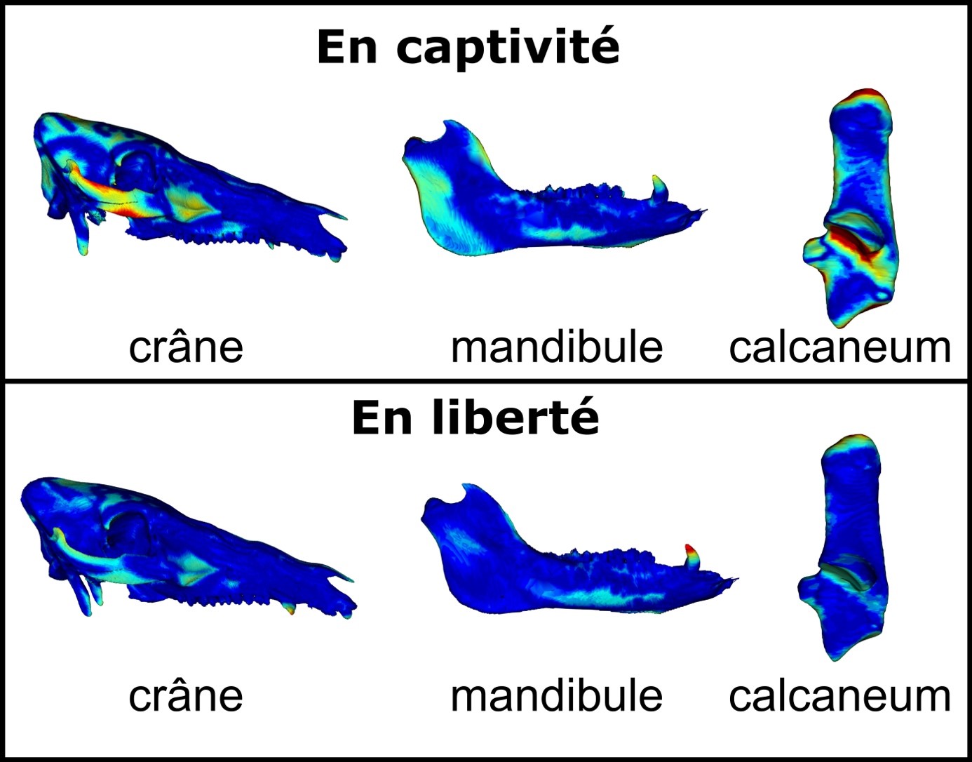 La captivité influence la croissance osseuse des mammifères dès le plus jeune âge