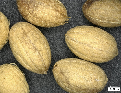 La plus ancienne utilisation d’olive par Homo sapiens
