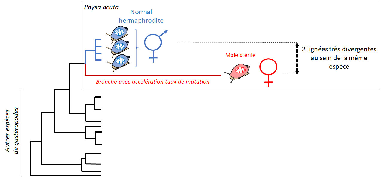 Les escargots victimes de leurs mitochondries castratrices
