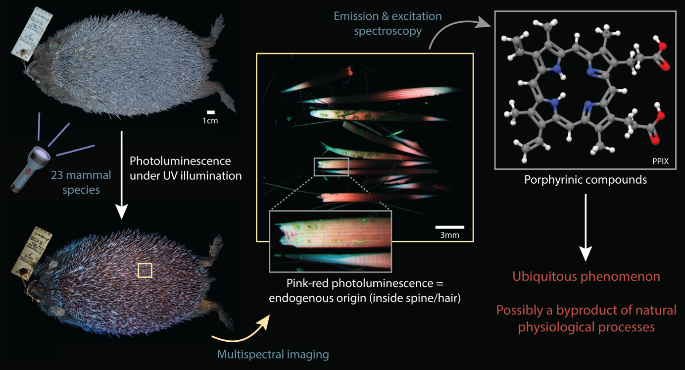 La luminescence rouge de la fourrure sous UV: une caractéristique commune aux mammifères ?
