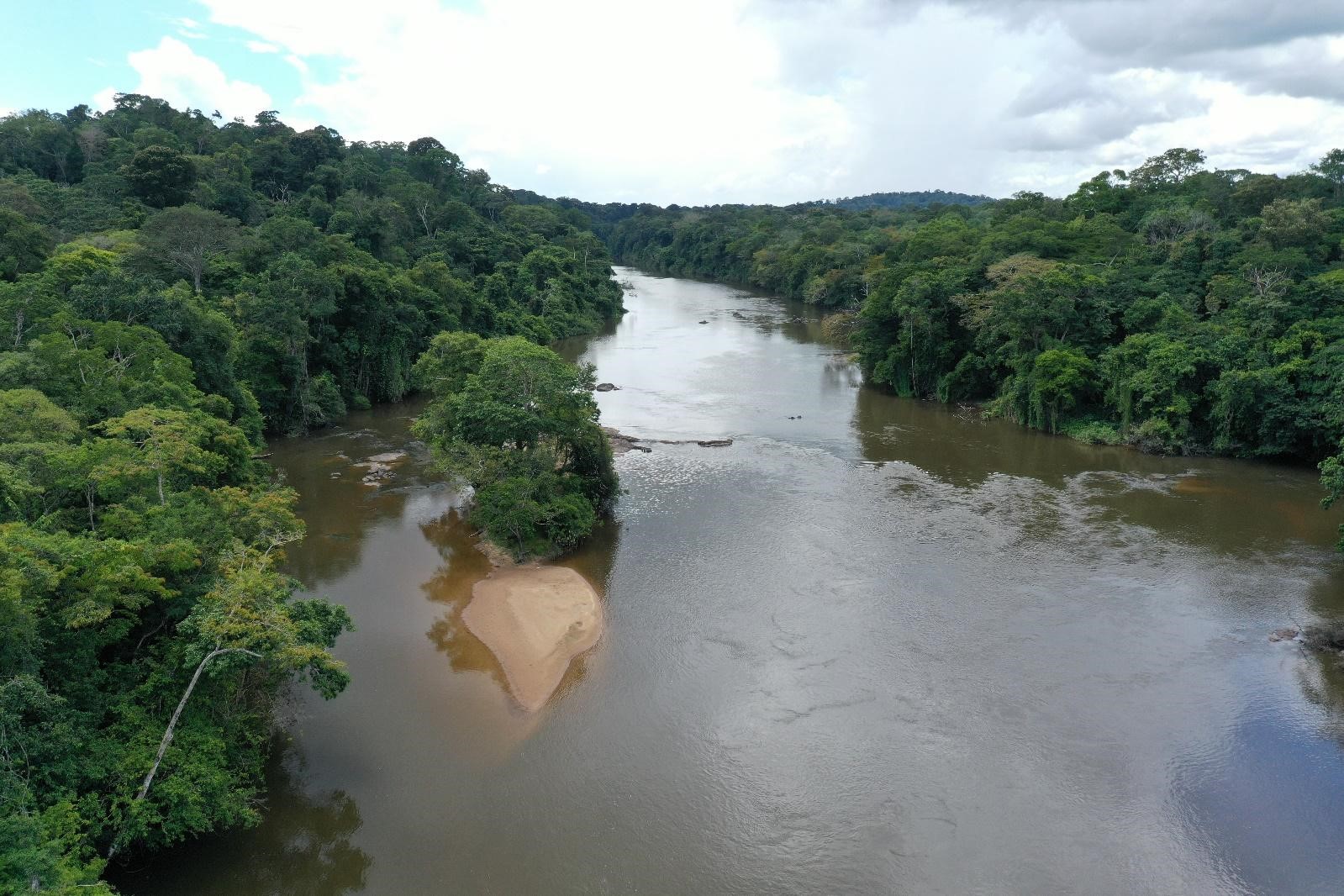 La déforestation en Guyane génère un déclin drastique de biodiversité