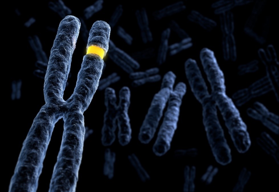 L’évolution des chromosomes sexuels est-elle vraiment liée aux différences entre mâles et femelles ?