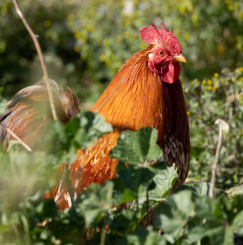 Nouveau regard sur la domestication de la poule: une histoire de riz et d’oiseau exotique
