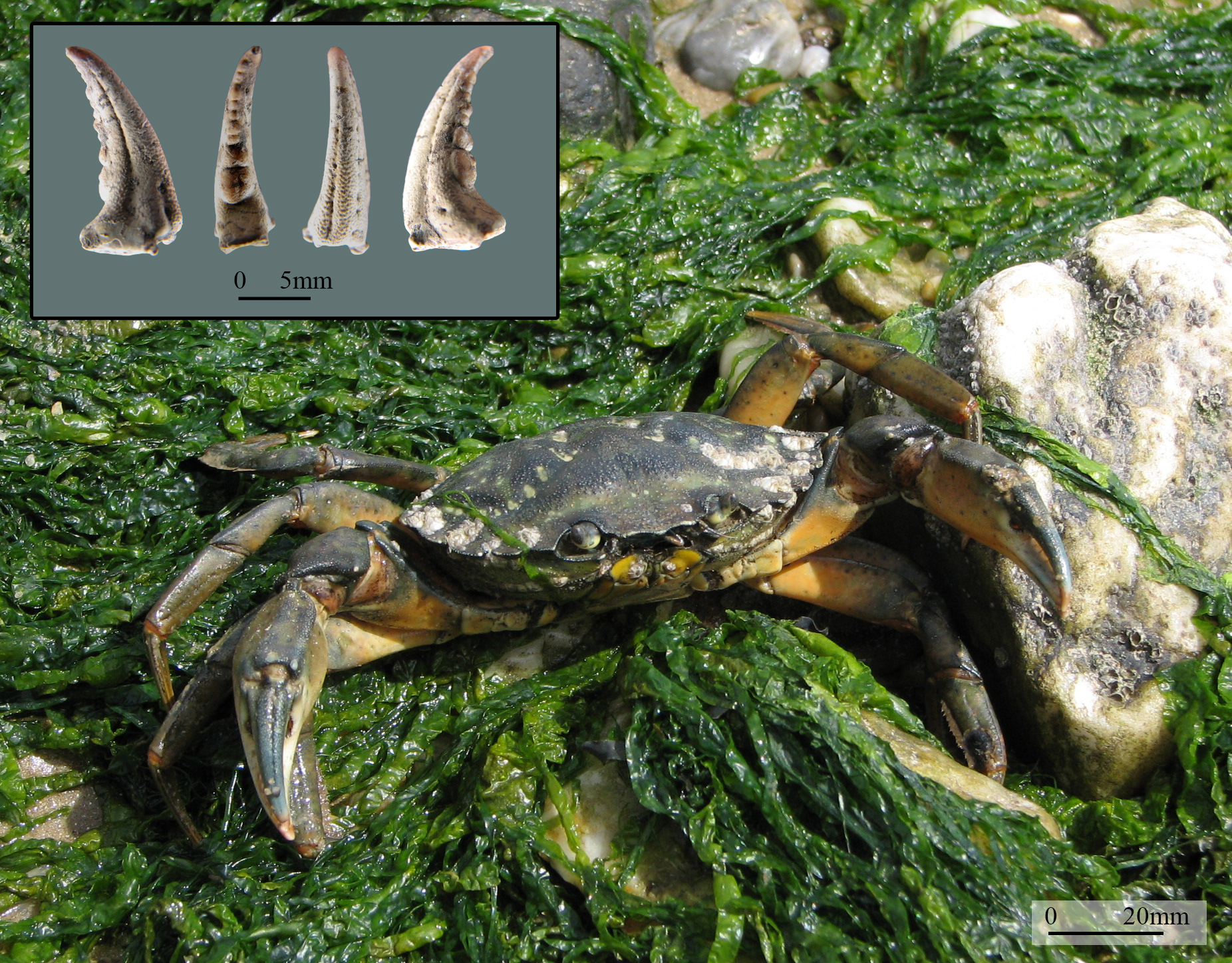 Quand les crabes s’invitent aux repas des populations préhistoriques