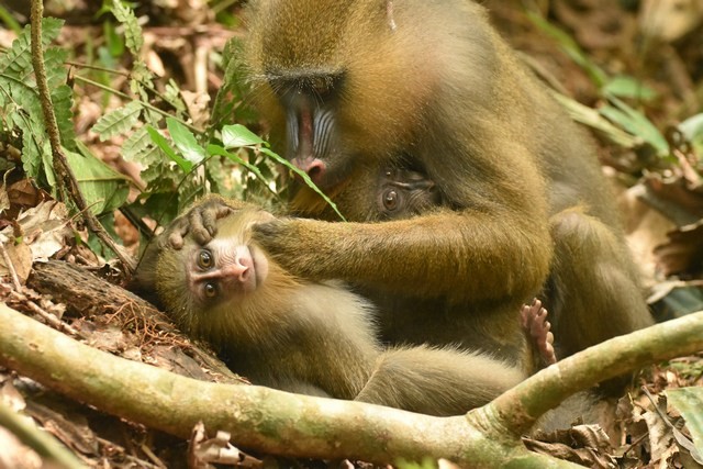 Les mamans mandrills poussent leurs bébés vers des enfants qui leur ressemblent