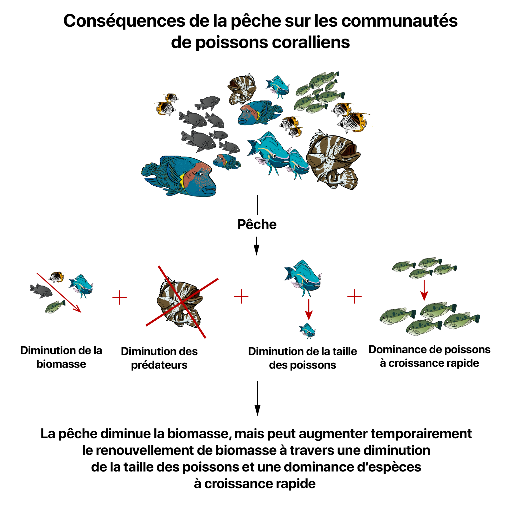 Conserver les récifs coralliens avec de régénération des poissons