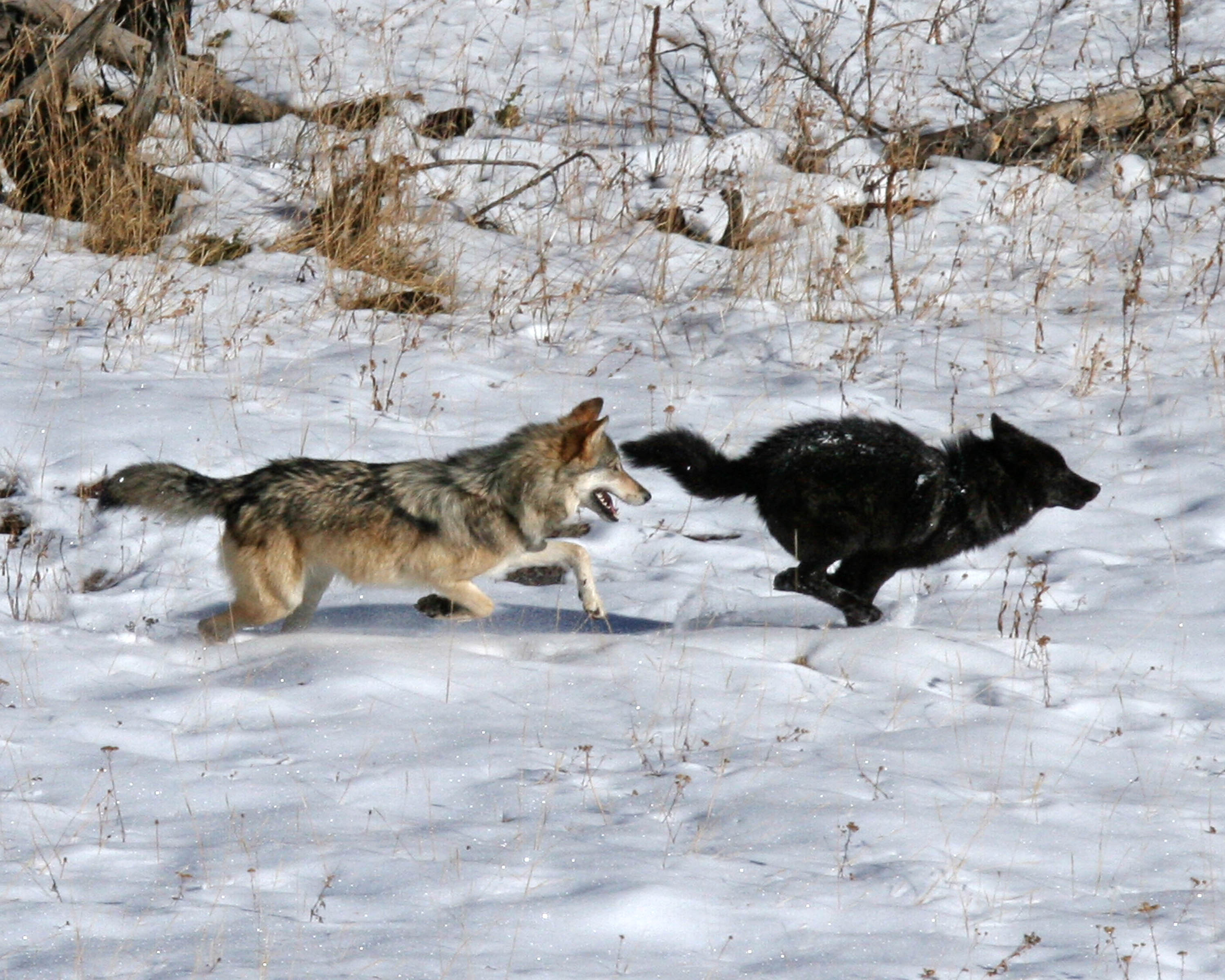 Un virus influence la couleur du pelage et le choix de partenaire chez le loup