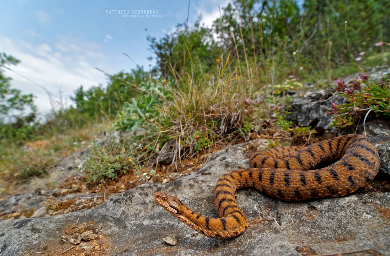 Pour résister à la sécheresse, les serpents traquent l’humidité de leurs habitats