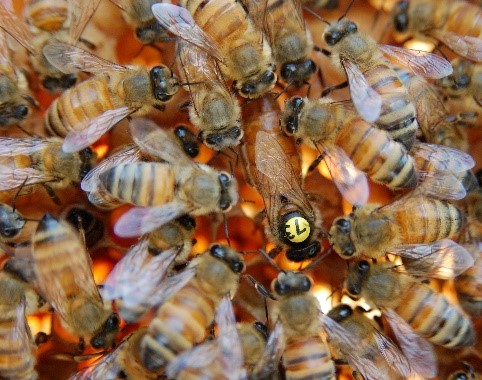 Un fongicide tueur et perturbateur de la reproduction chez l’abeille