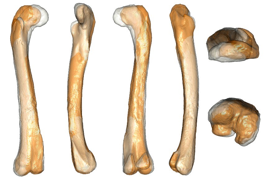Identifier le sexe d’un dinosaure grâce à ses pattes