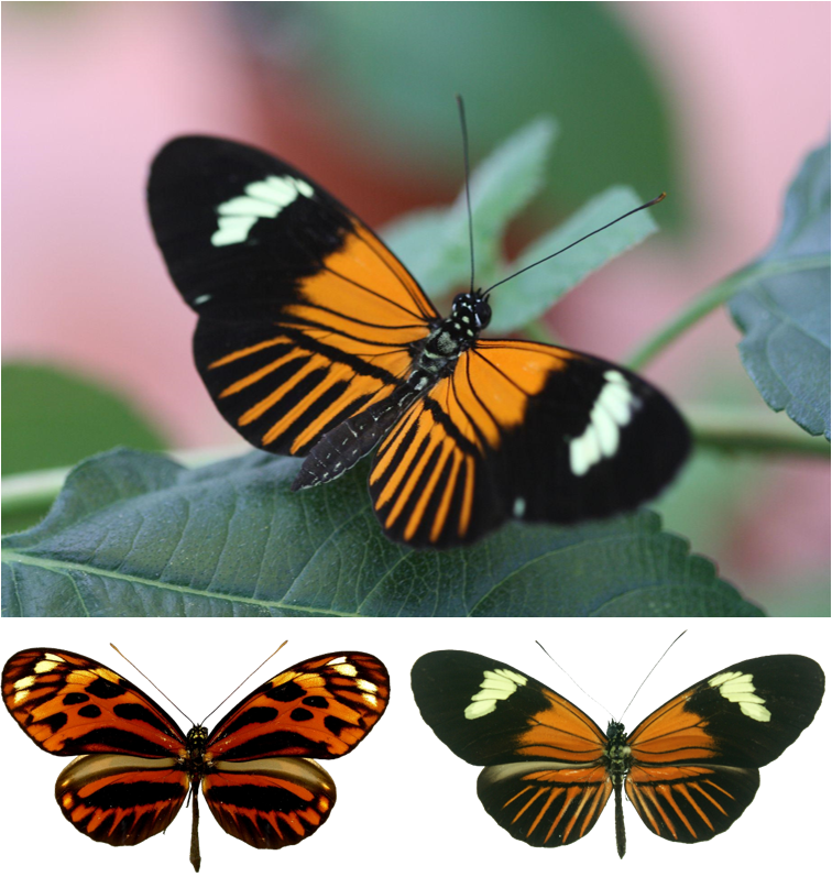 A cross between these two butterflies 200,000 years ago gave rise to a new species