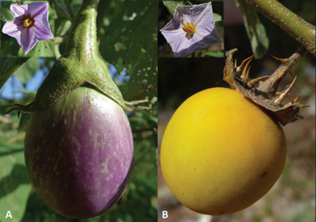 Comment l’Aubergine est devenue asiatique – Une histoire de génomes et d’éléphants…