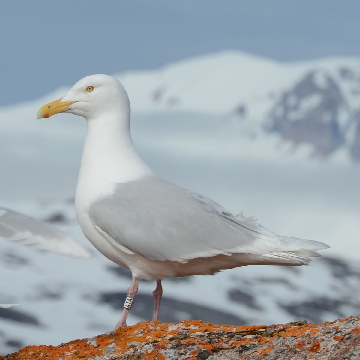 Pollution: les effets paradoxaux des composés perfluorés sur un goéland de l’Arctique