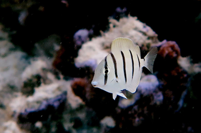 Une mémoire de poisson rouge