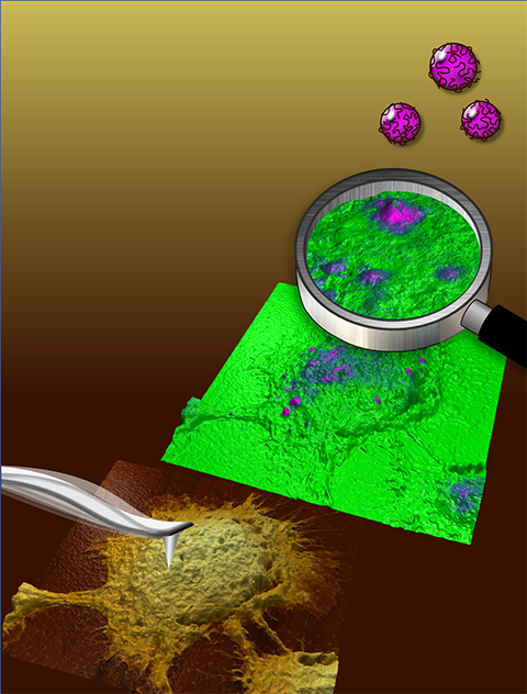 Visualiser sans marquage des nanoparticules au coeur des cellules