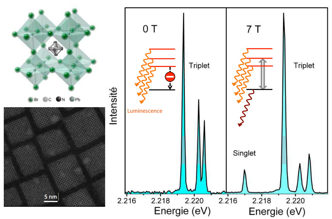 Mise en lumière de l’exciton noir dans les nano cristaux de pérovskite
