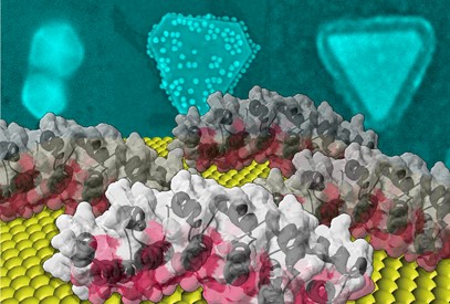 Des protéines formées à la nano-orfèvrerie