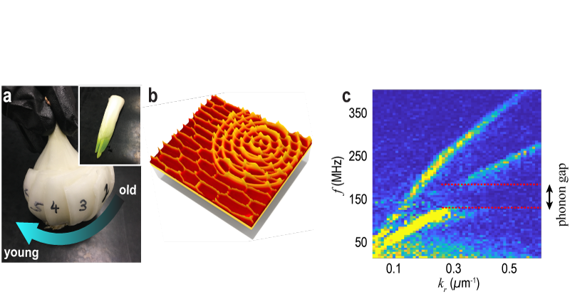 Des pelures d'oignon pour manipuler les ultrasons