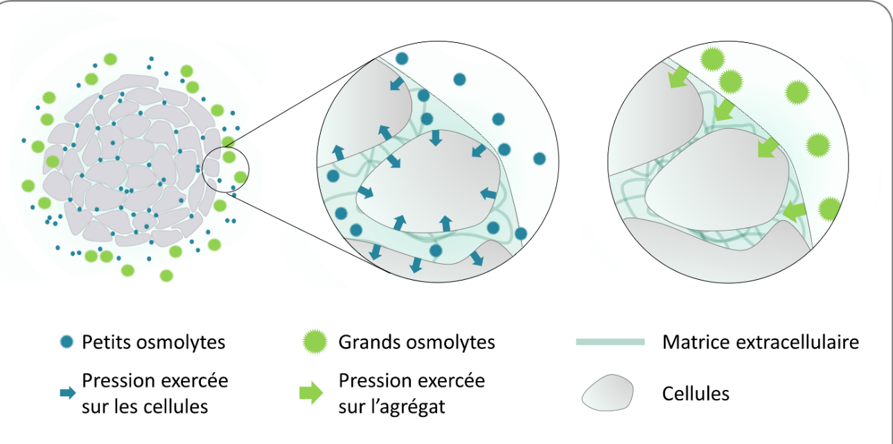 Comment la pression limite les tumeurs