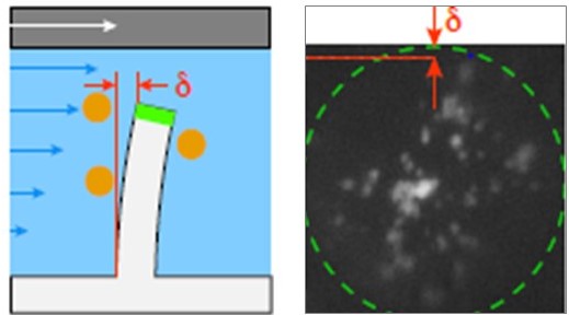 Comment la flexion des cils détecte des particules en suspension