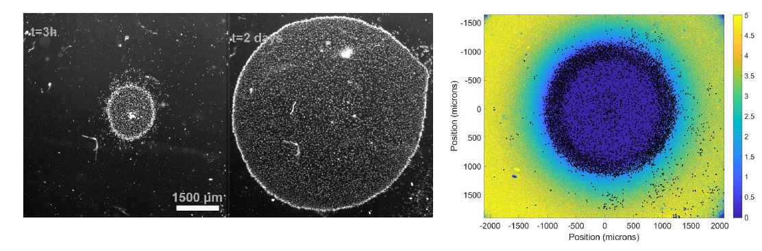 Des amibes en mouvement à la recherche d'oxygène