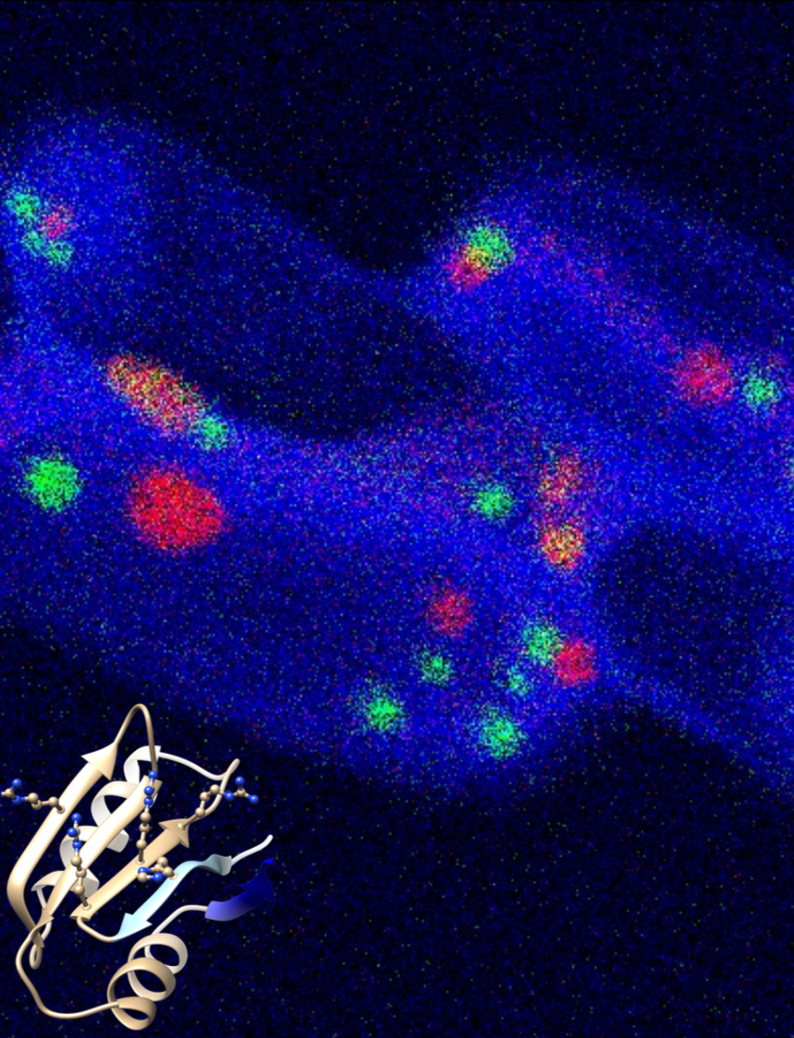 Découverte d’un nouveau gène signature de la biominéralisation intracellulaire par les bactéries