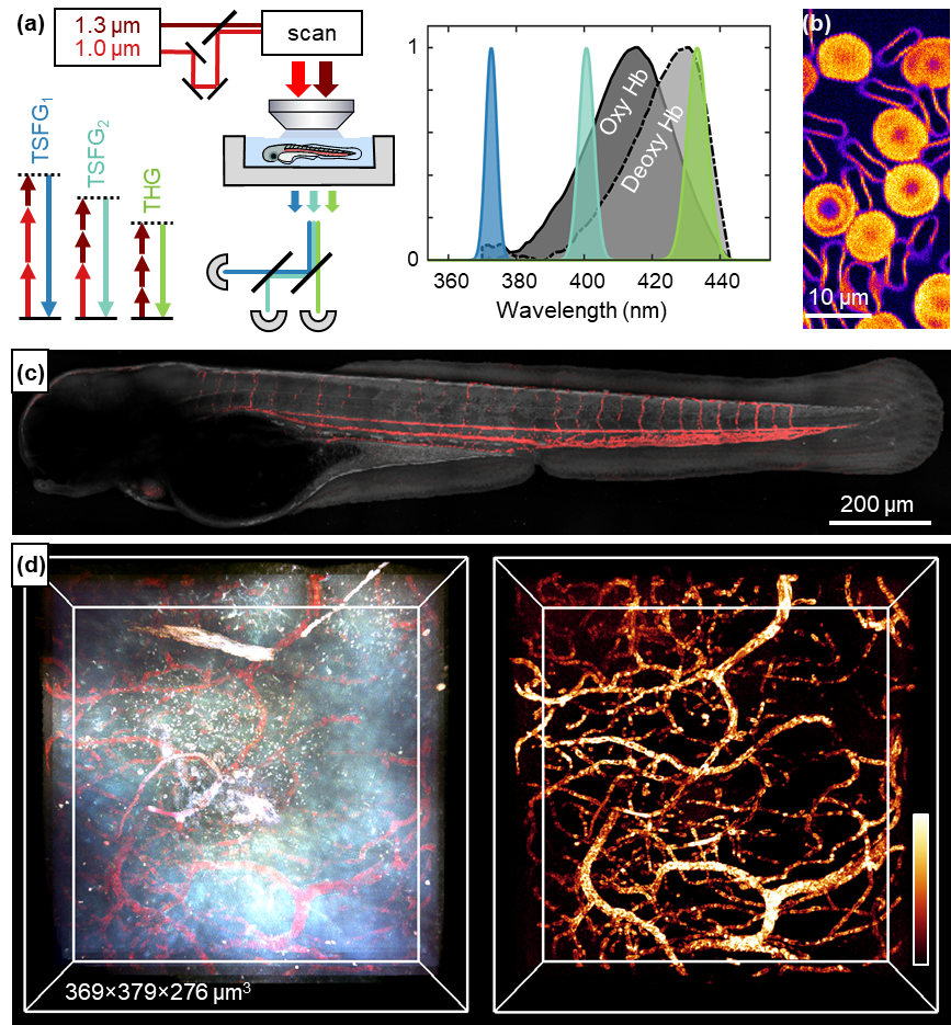 Imager à haute résolution les globules rouges et l’oxygénation des tissus biologiques