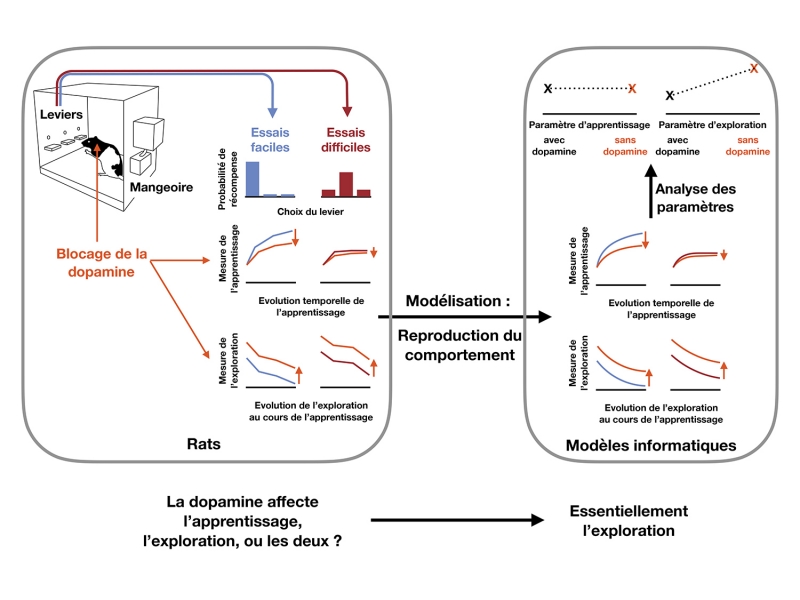 Mécanismes neurobiologiques de la régulation de l’exploration pendant l’apprentissage