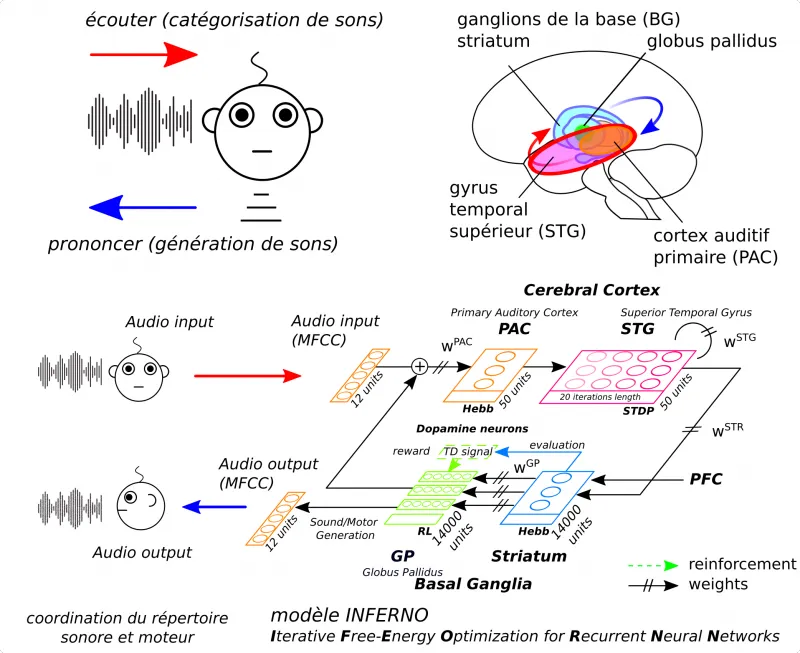 Une Intelligence Artificielle qui apprend à parler comme les bébés