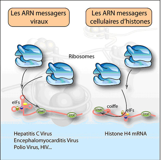 Quand la cellule se prend pour un virus