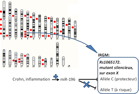 Polymorphisme synonyme prédisposant à la maladie de Crohn