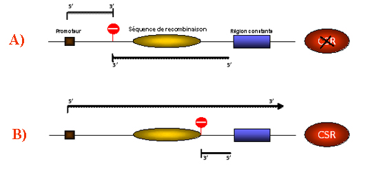 Sens et antisens dans les lymphocytes B