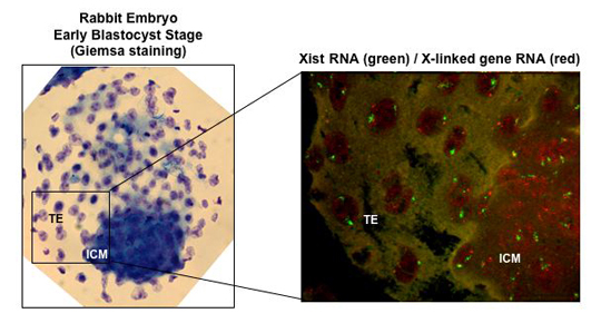 Chromosome X: inactivation distincte selon les mammifères