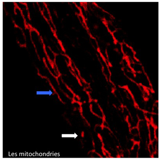 Vivre plus longtemps en mutant la source d'énergie des cellules