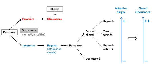 Regards et attention : même les chevaux y sont sensibles !