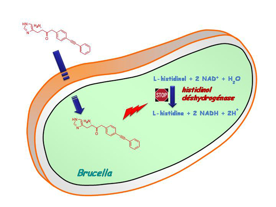 La brucellose pour un traitement antibiotique alternatif